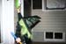 Picture 16576