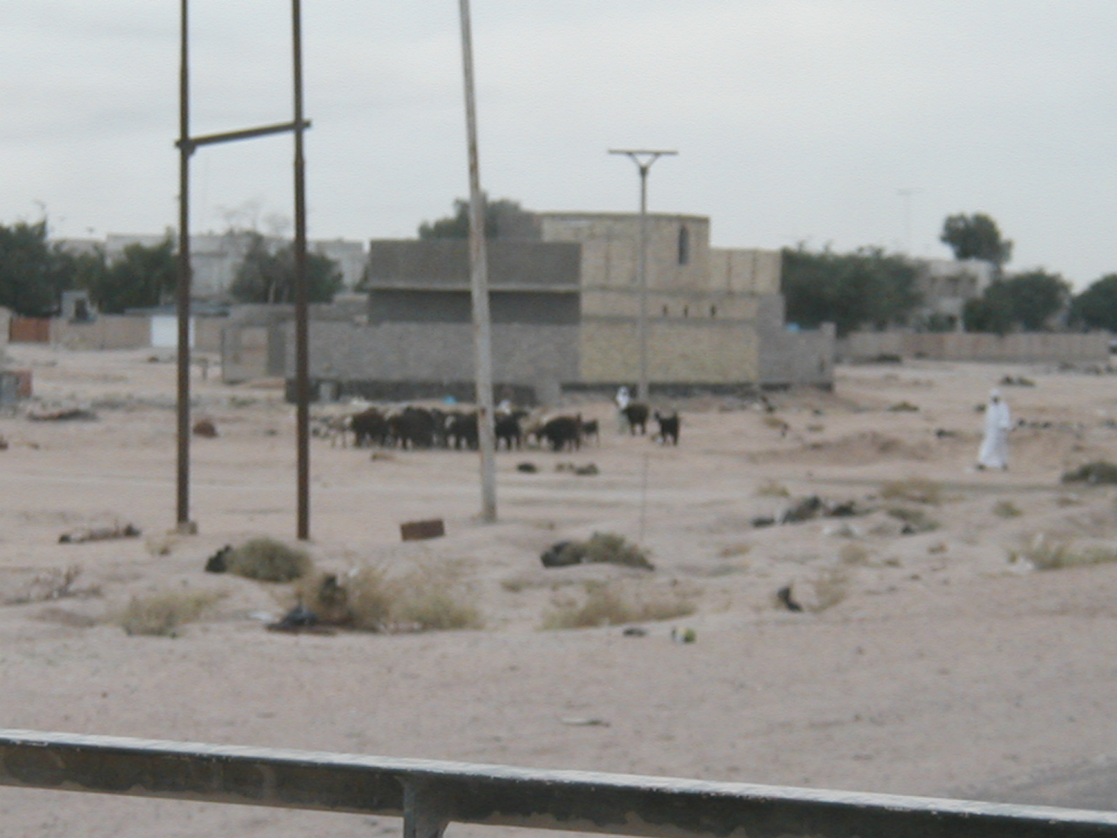 Herding