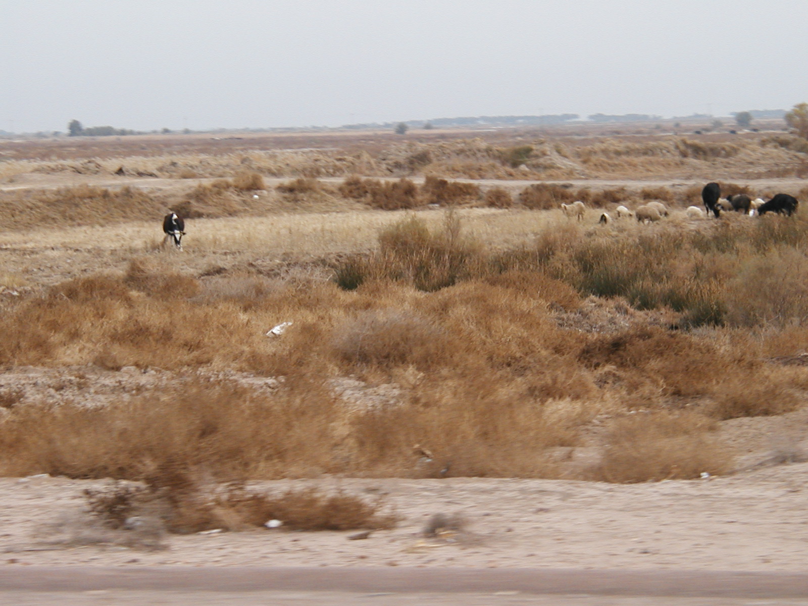 Cows & Sheep