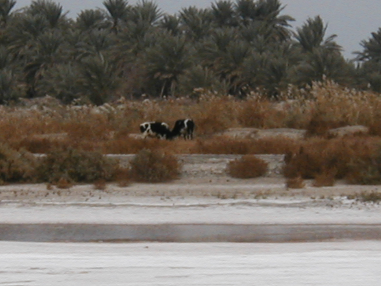 Cows