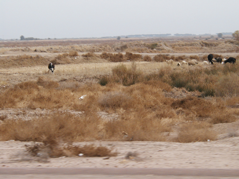 Cows & Sheep