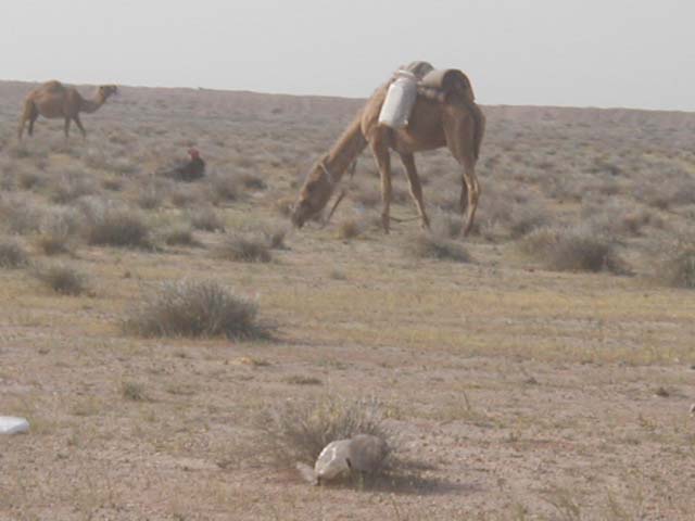 camel1
