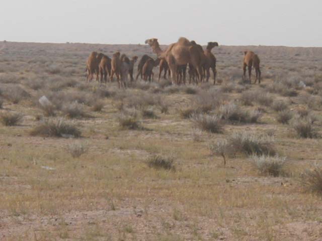 camel2