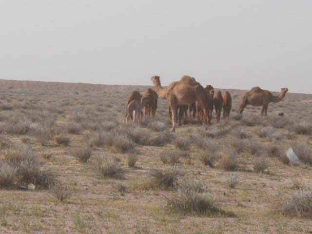 camel3