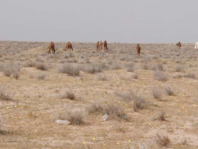 camel4