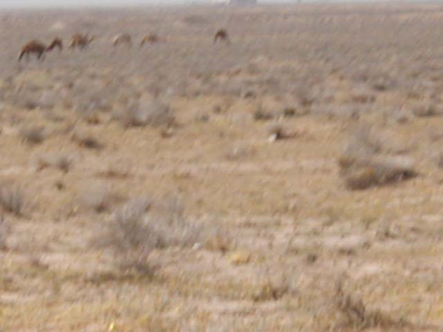 camel5
