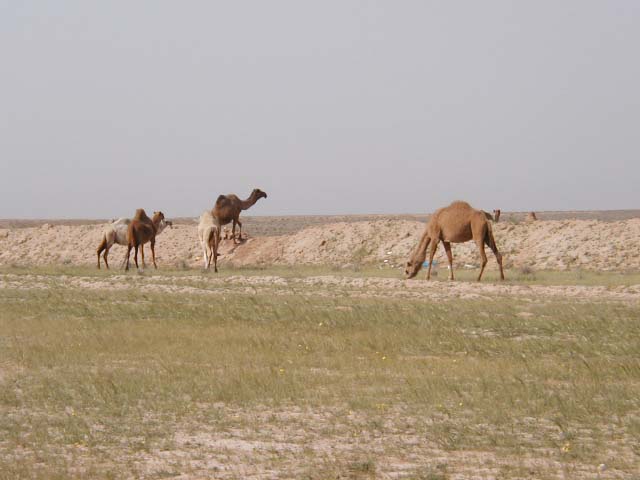 camel6