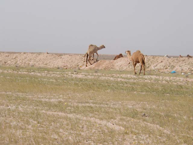 camel7