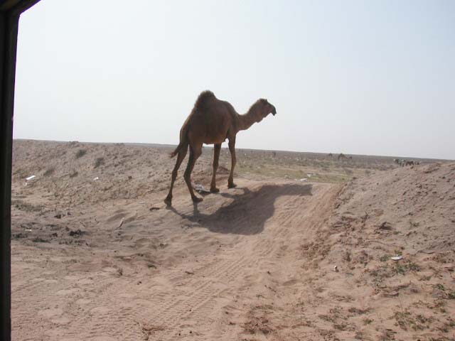 camel8