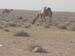camel1