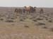 camel2