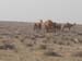 camel3