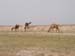 camel6