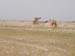 camel7
