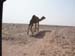 camel8