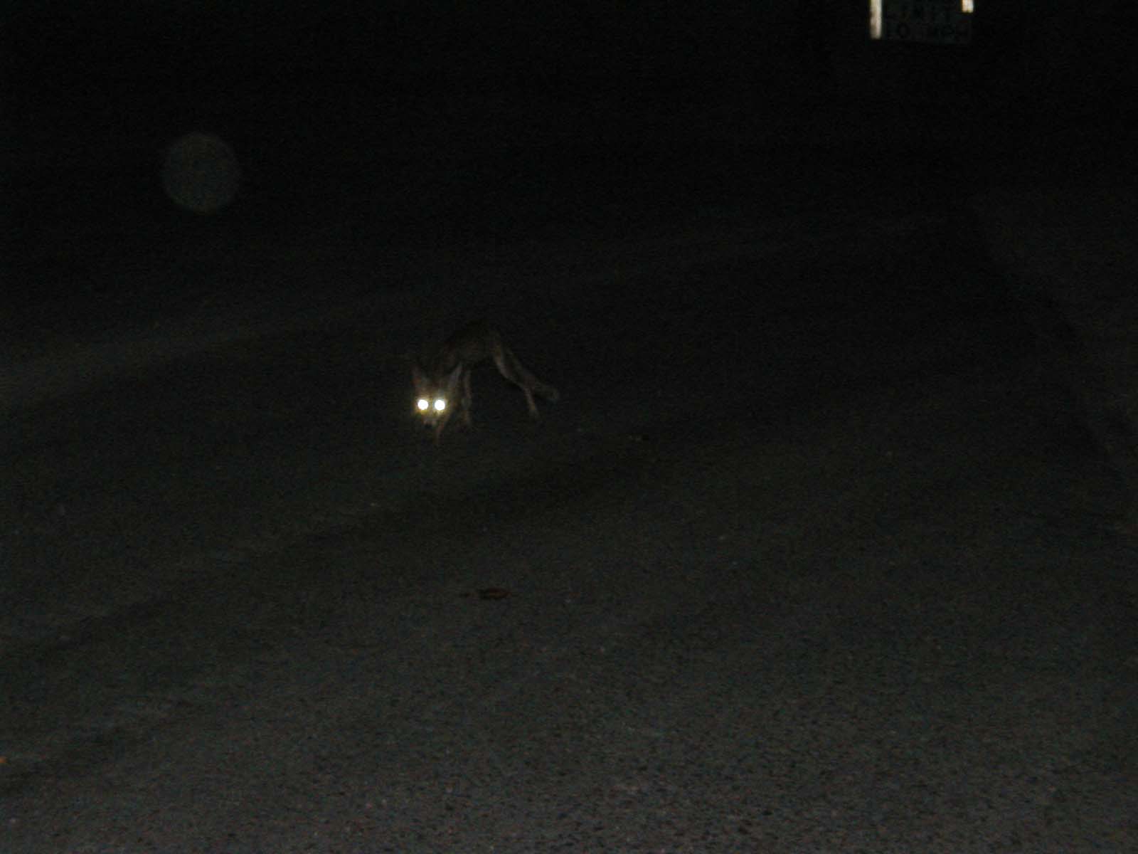 Fox-4
