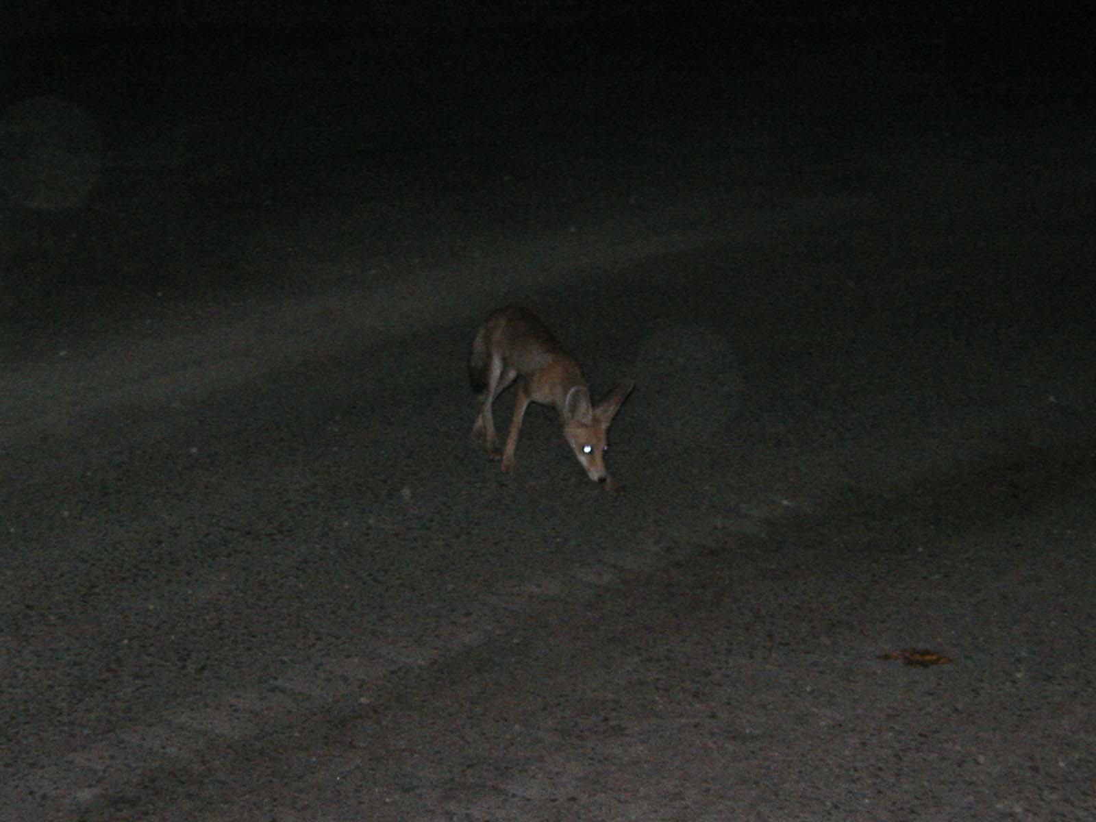 Fox-5