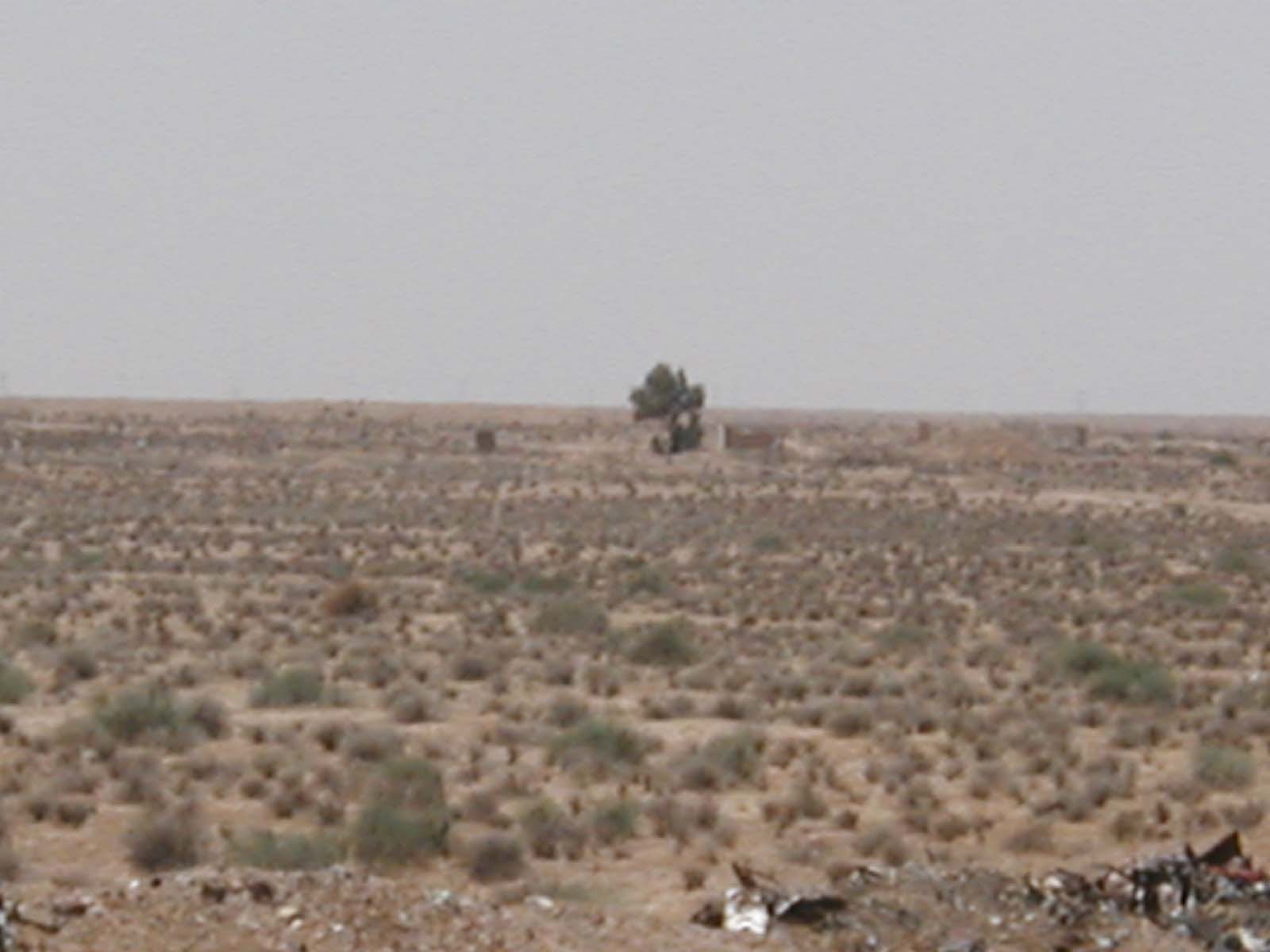 One_Tree-2