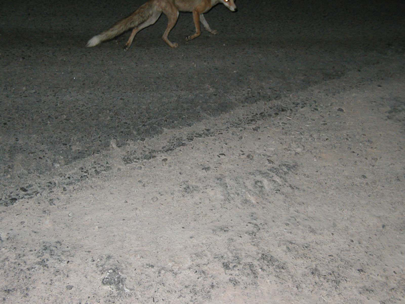 Fox-2