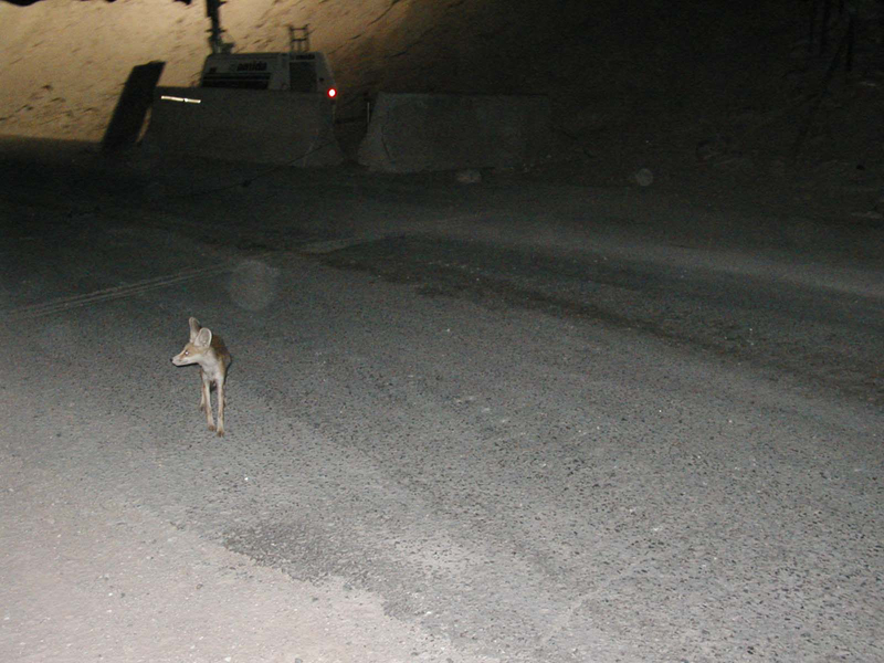 Fox-3