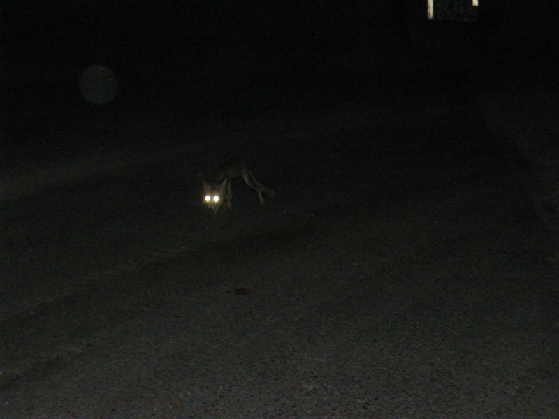 Fox-4