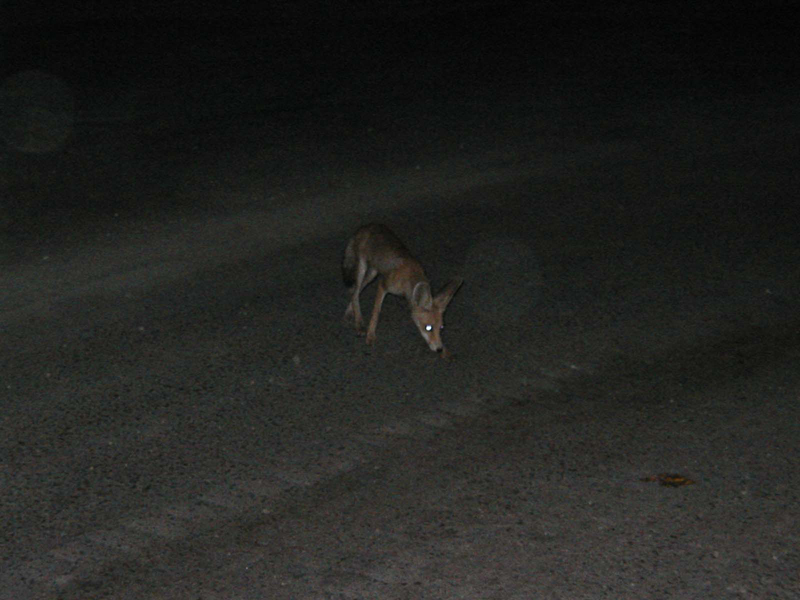 Fox-5