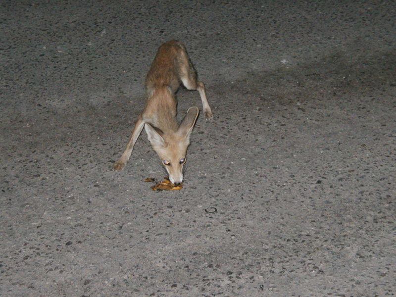 Fox-6