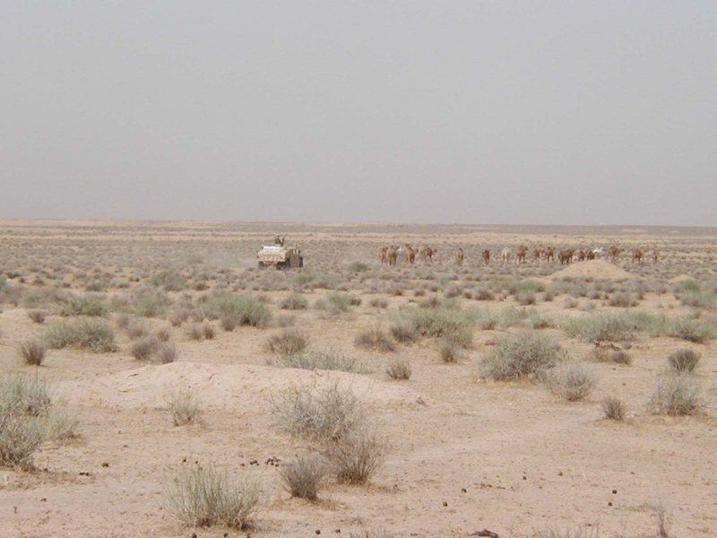 Jones_herding-2