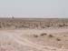 One_Tree-3