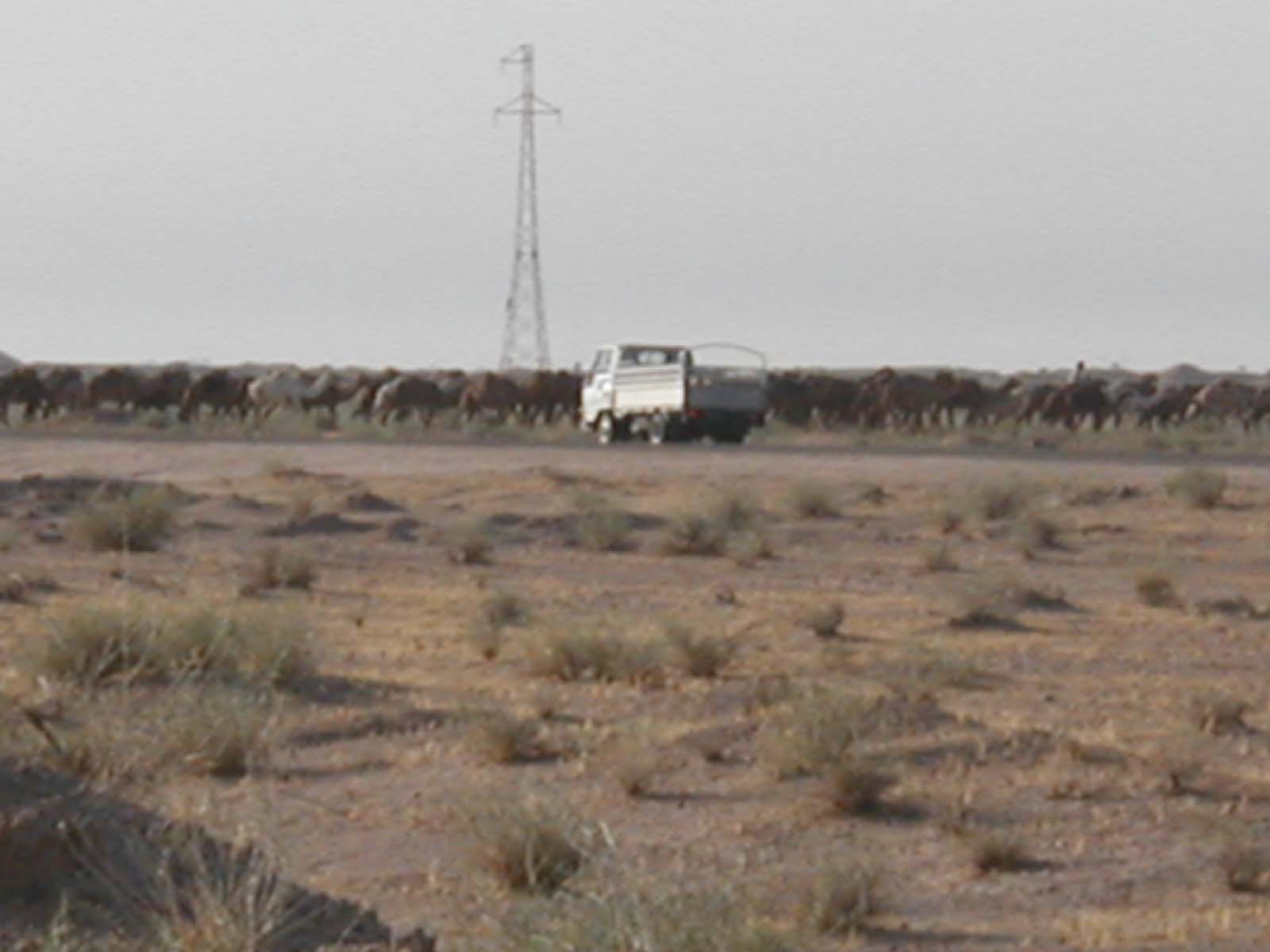 Camels4
