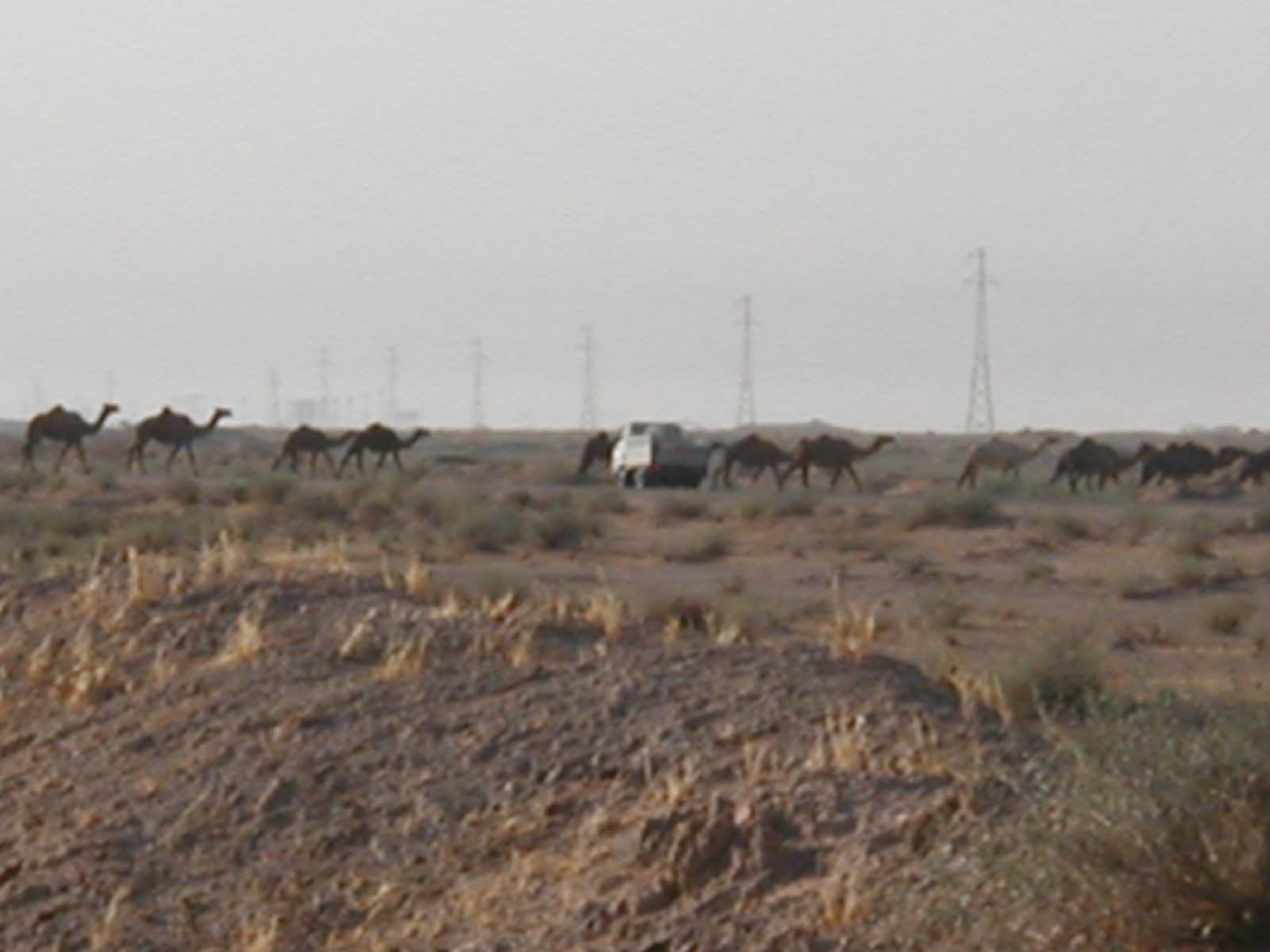 Camels7