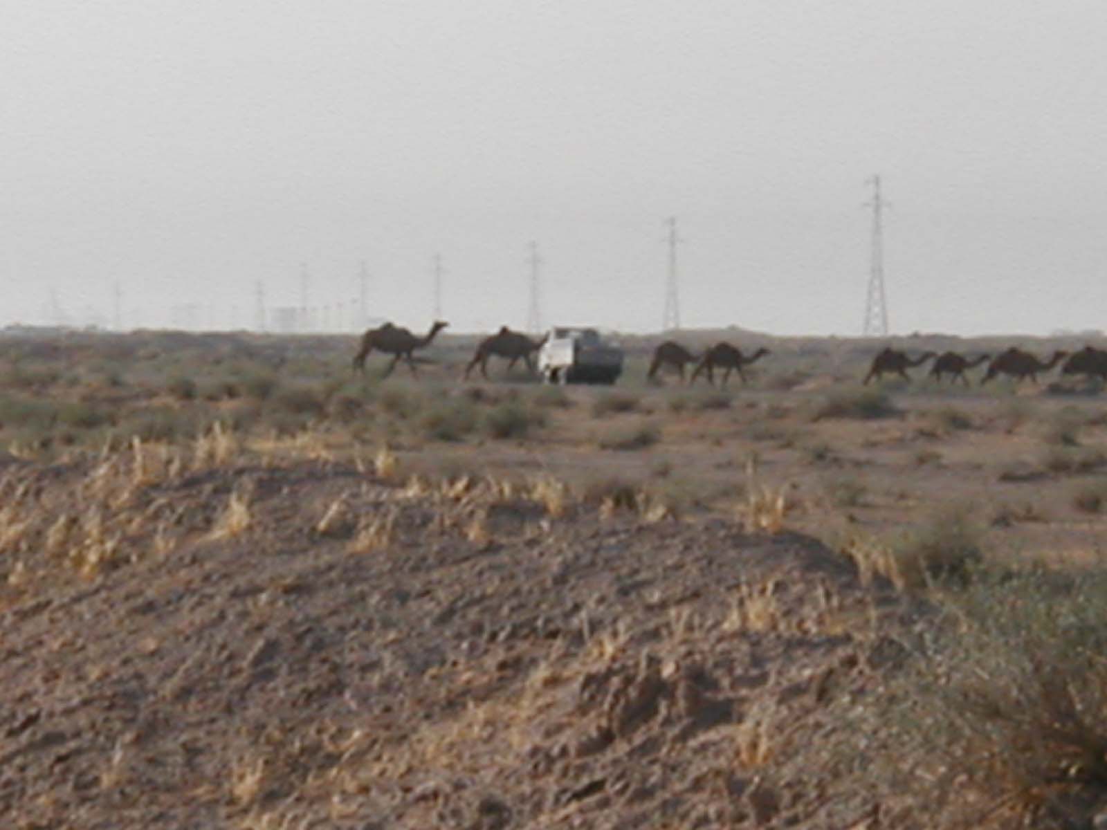 Camels8
