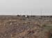 Camels8