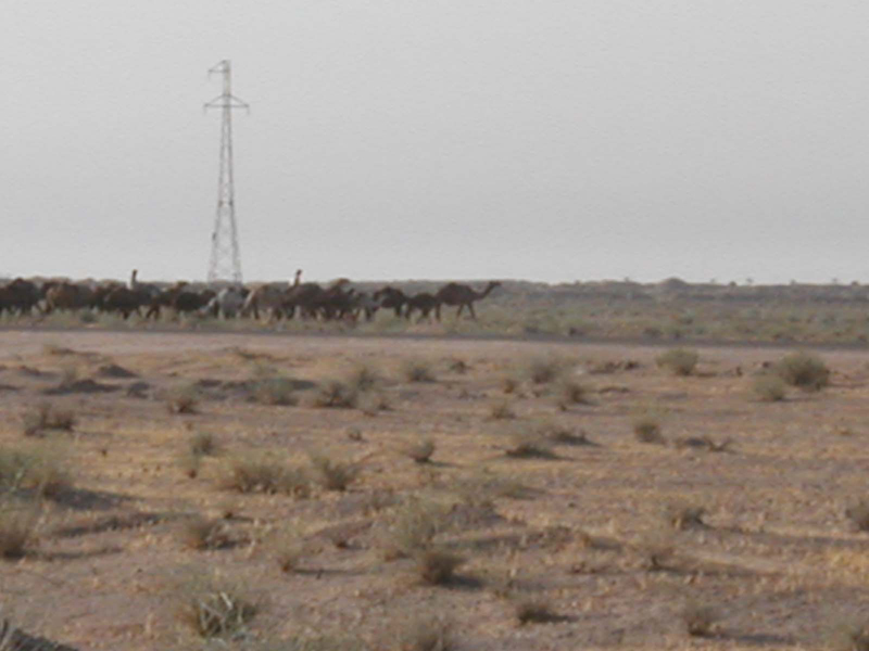 Camels1