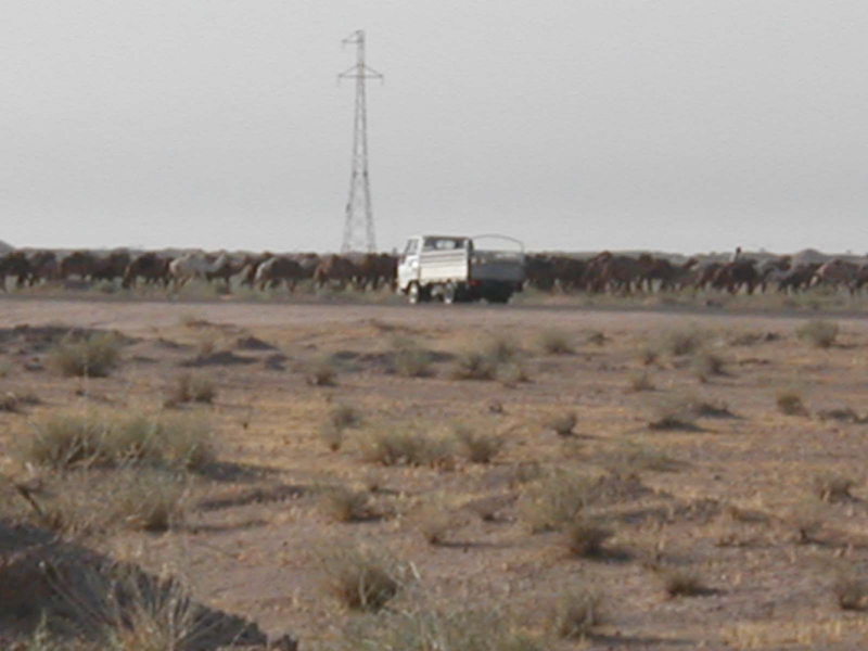 Camels4