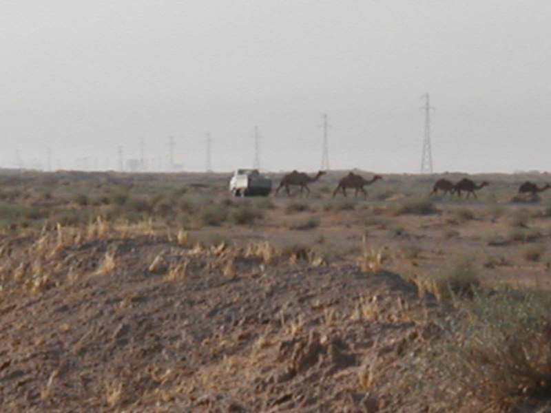 Camels9