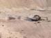 Grand Canyon1