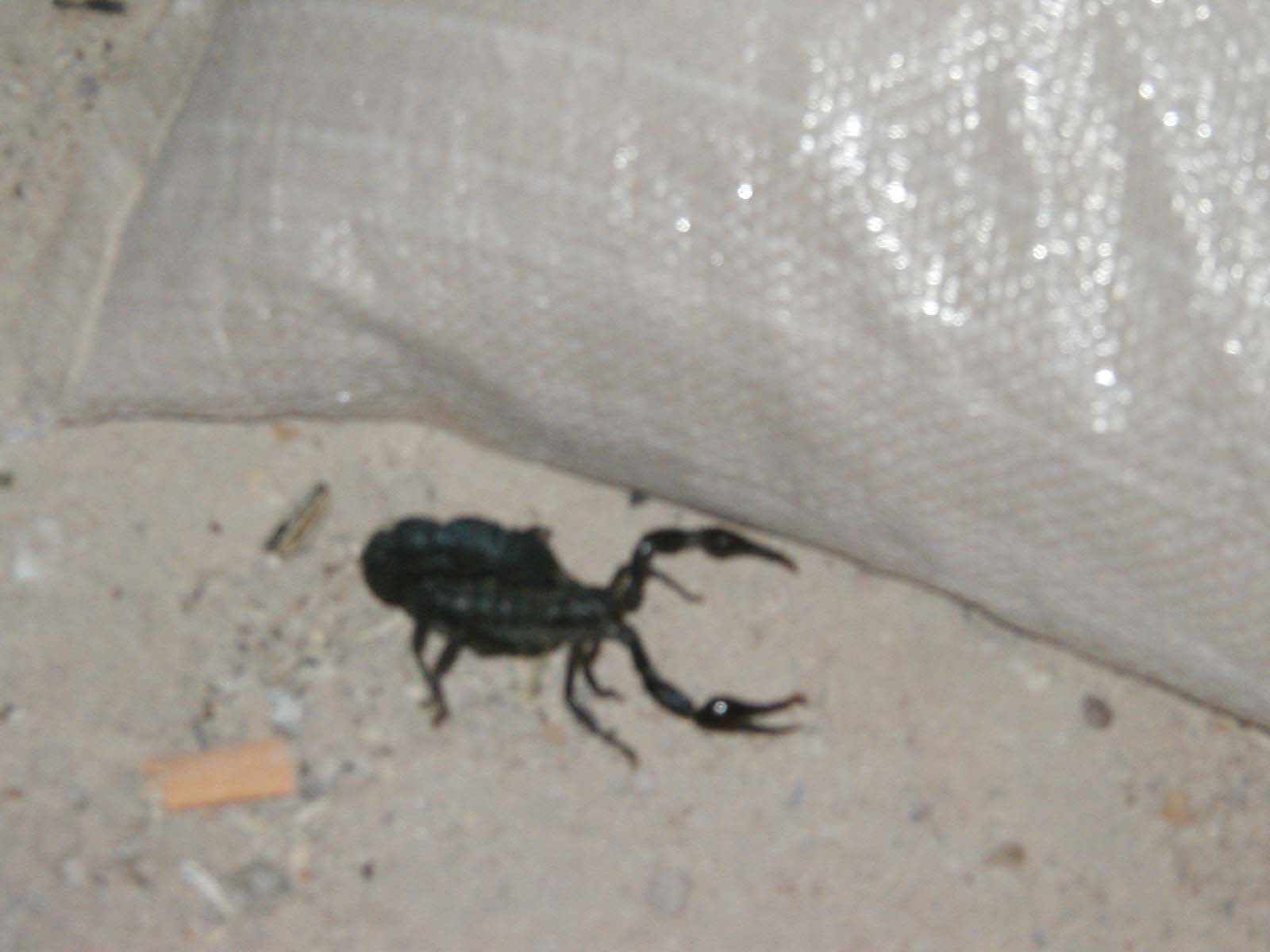 Scorpion8