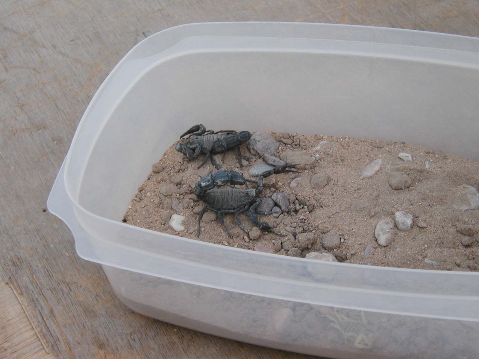scorpion2