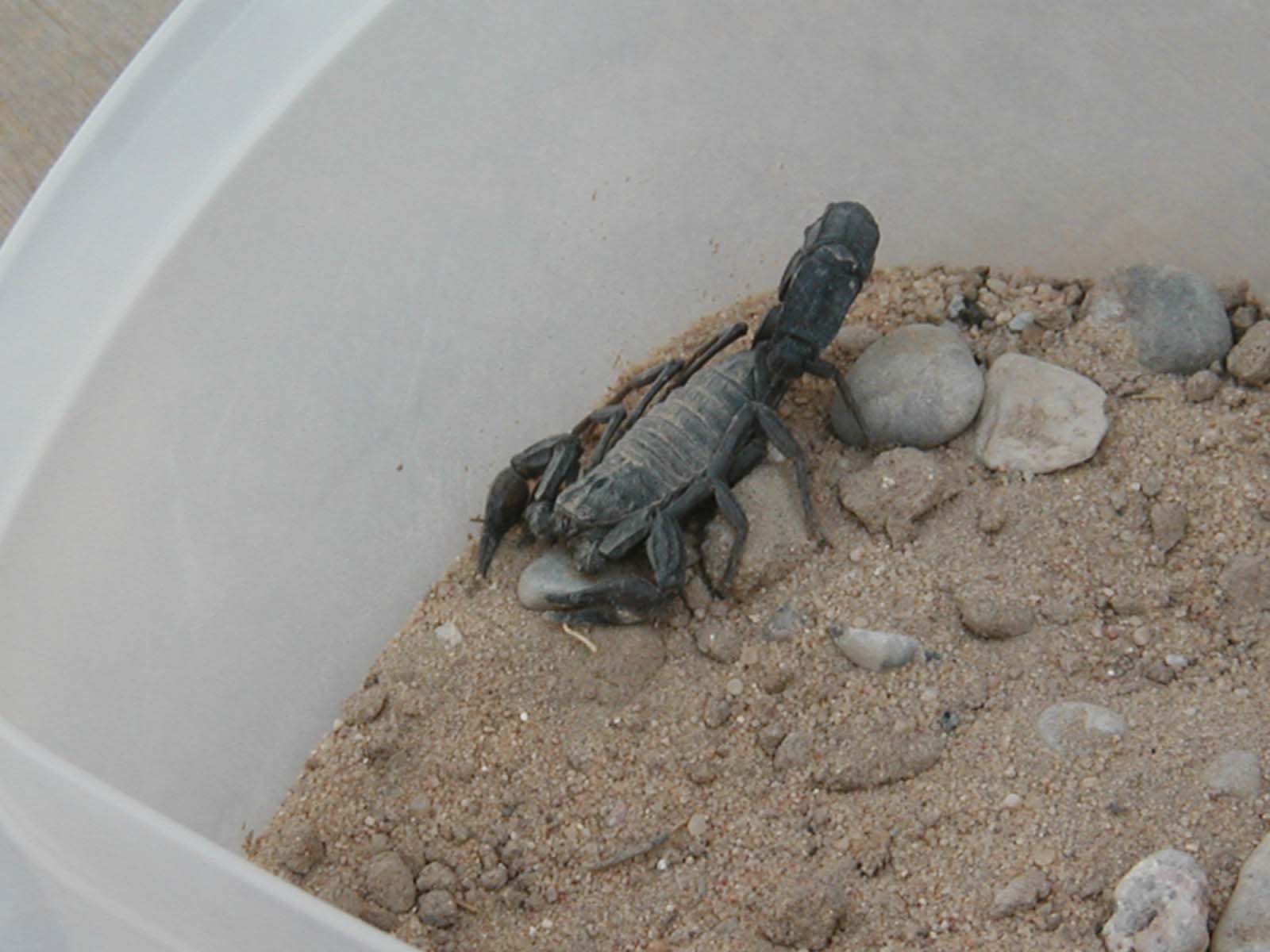 scorpion5