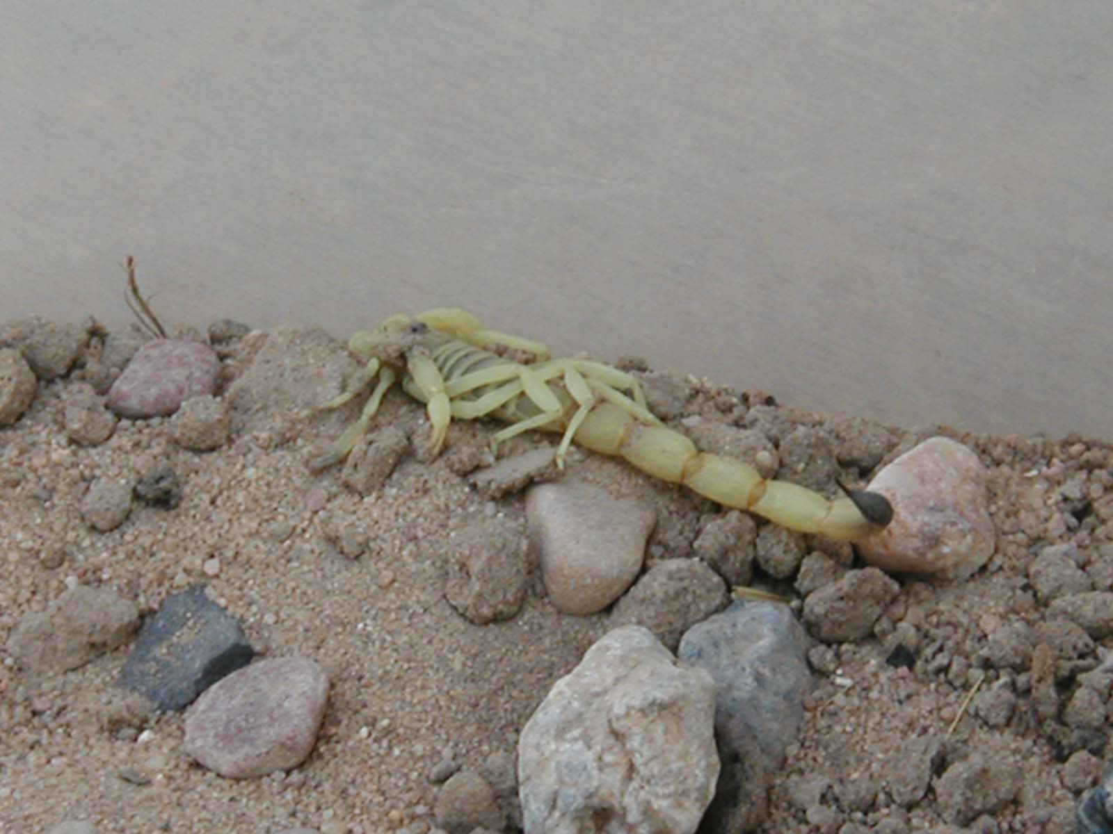 scorpion6