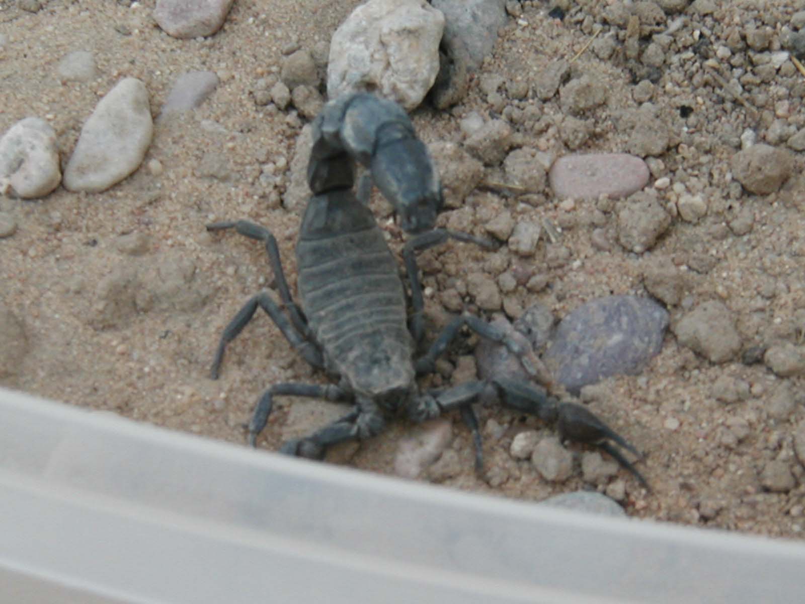 scorpion7