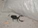 Scorpion8