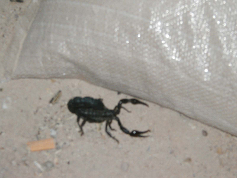 Scorpion8