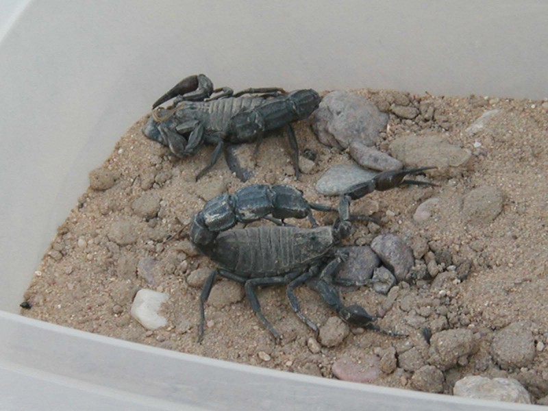 scorpion1