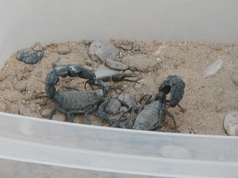 scorpion3