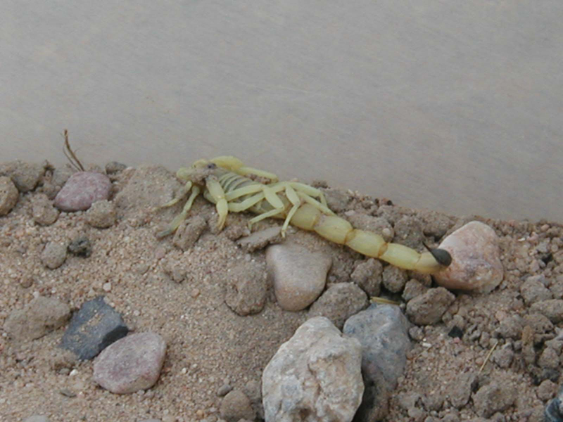 scorpion6