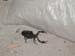 Scorpion8