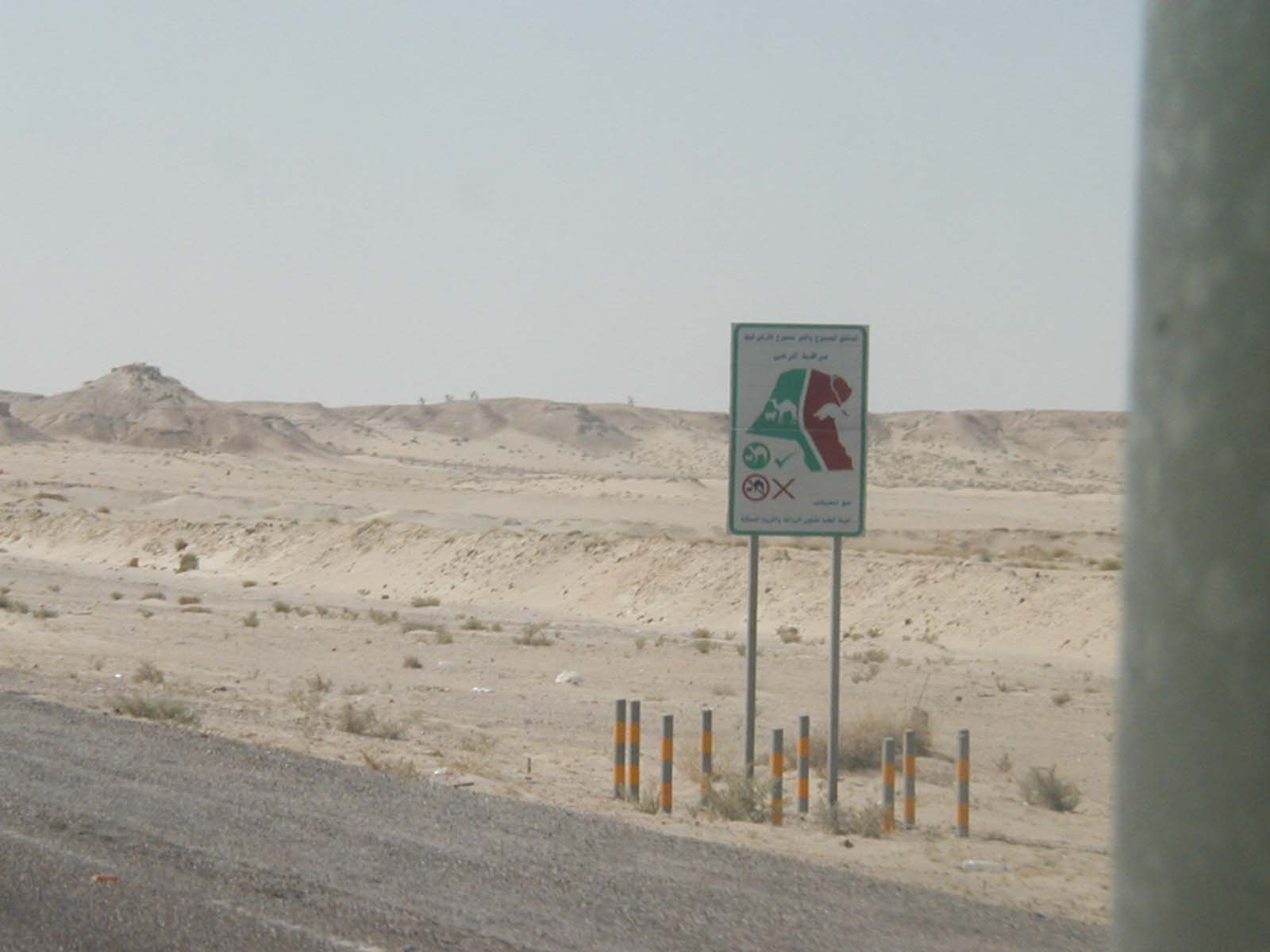 Camels