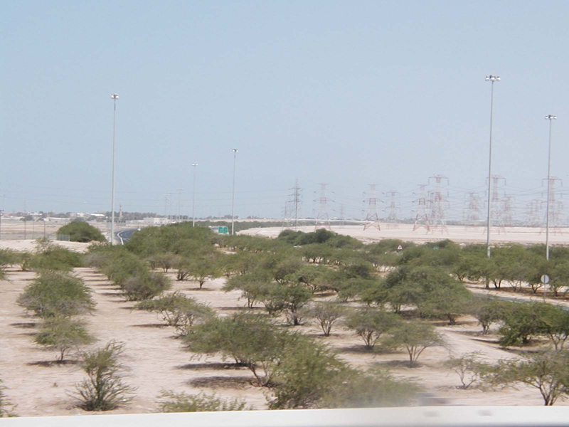 Trees